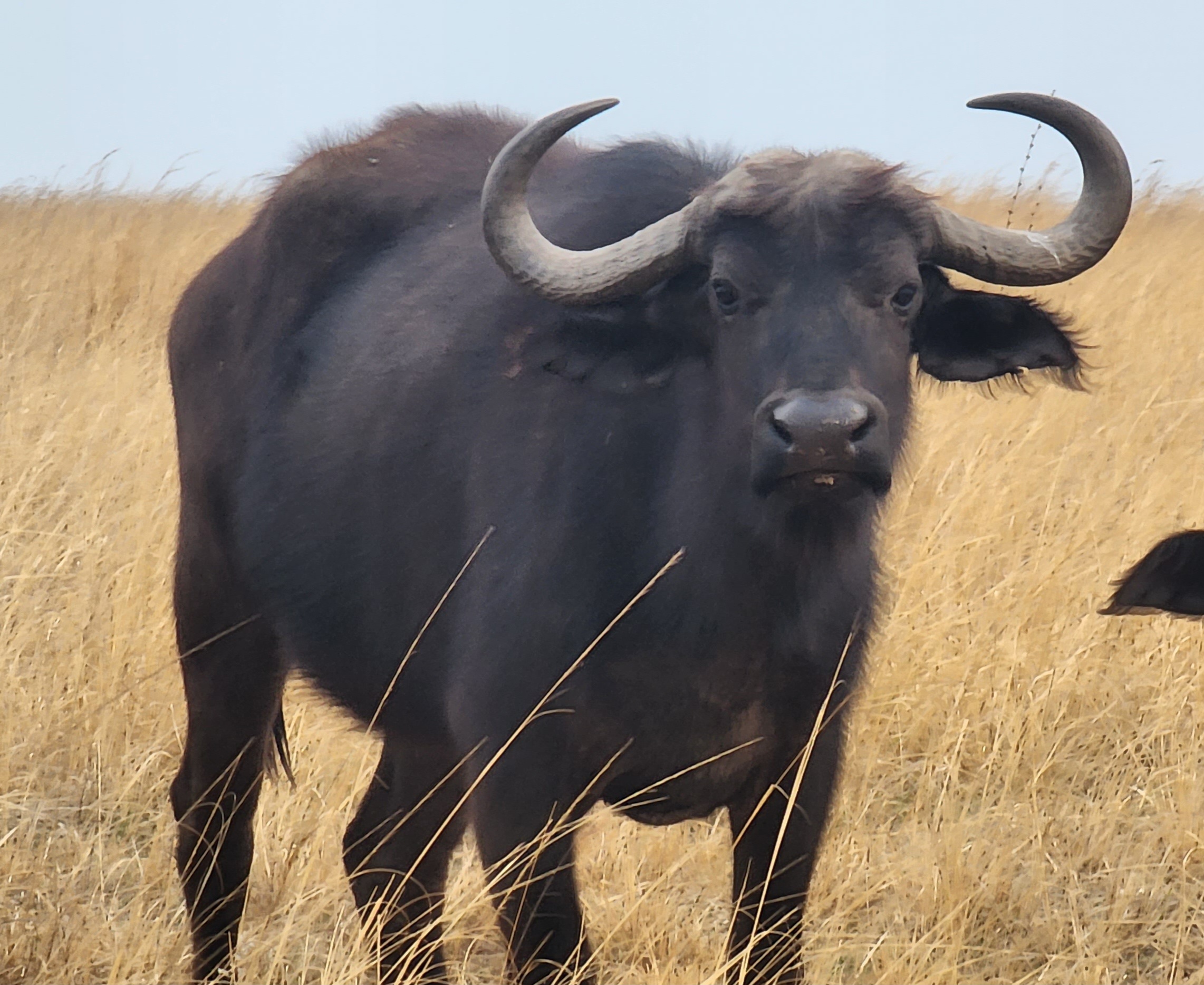 Buffalo cow/ Female