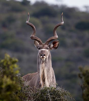  Greater Kudu