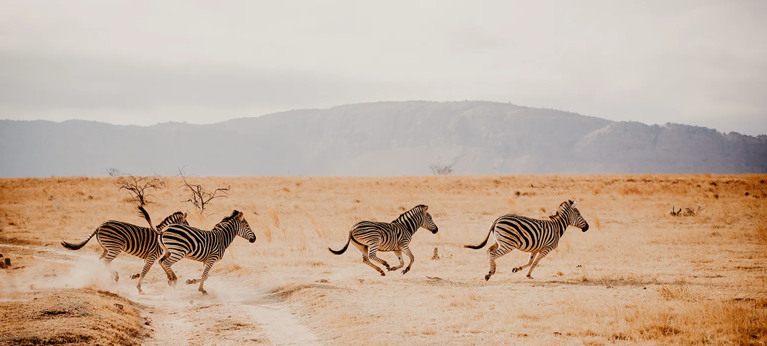 Zebras running