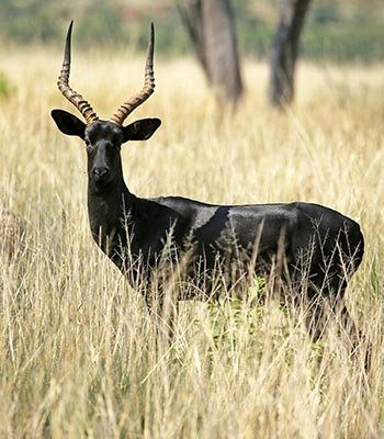 black impala 1