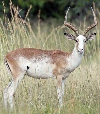 impala white flanked 1