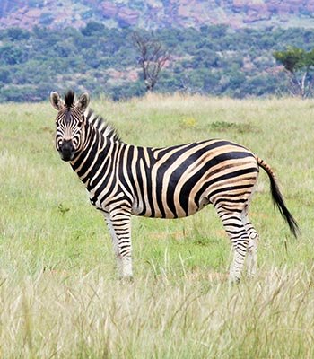 zebra