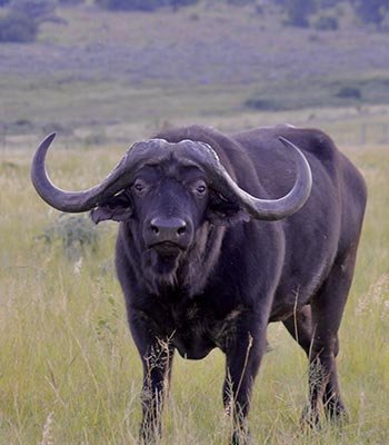 Buffalo