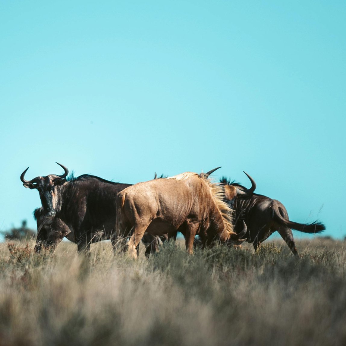 Wildebeest Slam Package