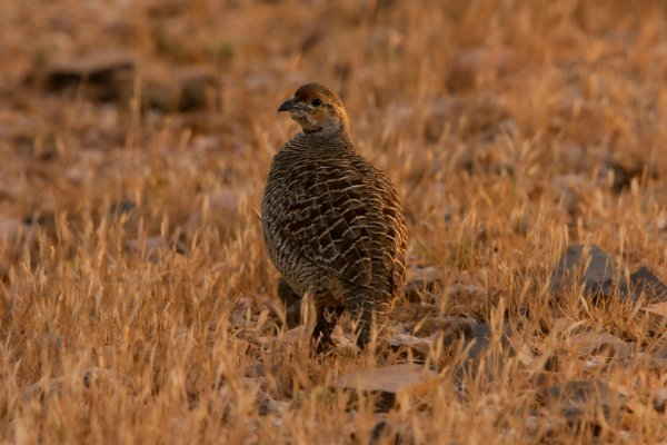 Bird Hunting