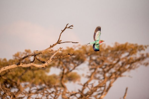 Bird Watching 2