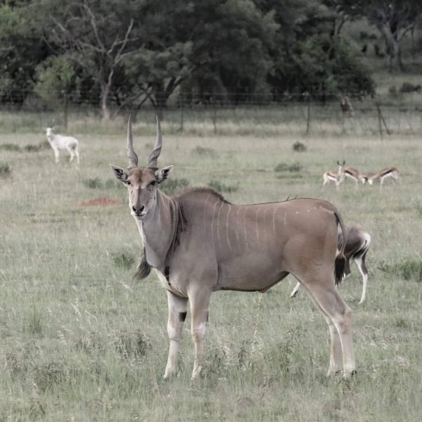 Livingstone Eland
