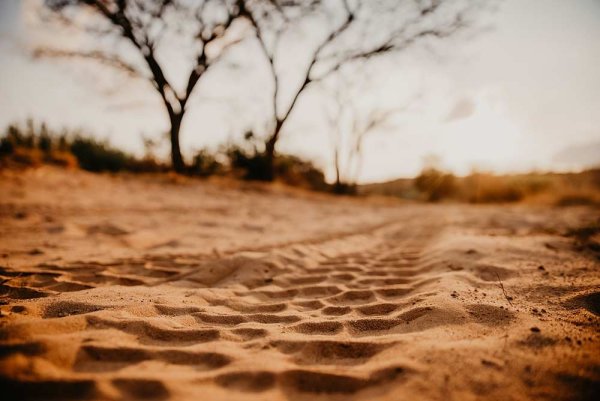 Photographic Safaris 1