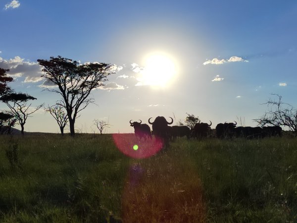 Photographic Safaris 10