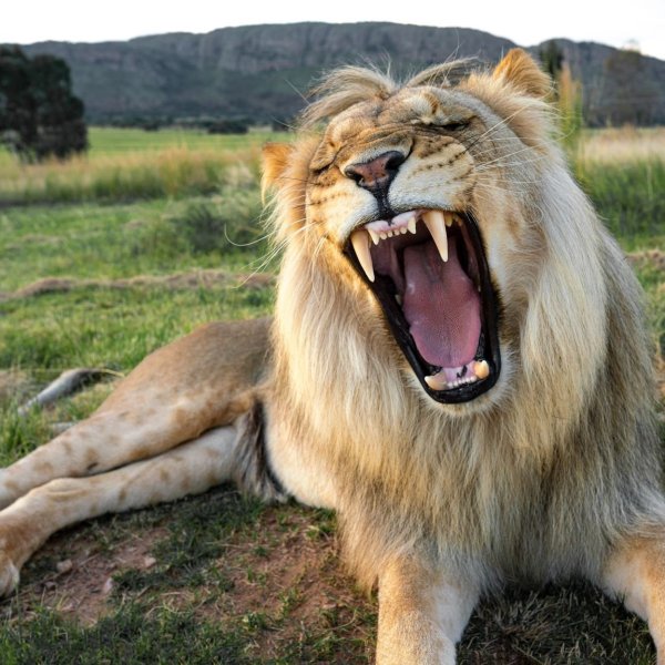 Photographic Safaris 11