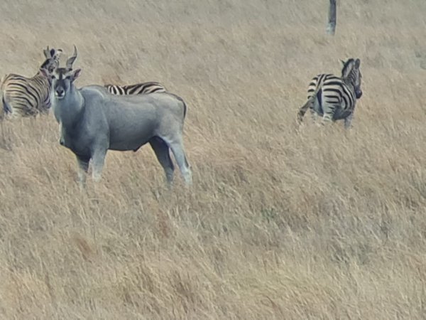 Photographic Safaris 13