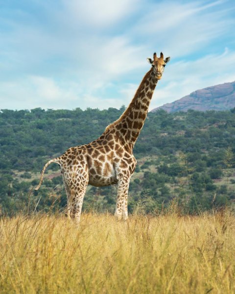 Photographic Safaris 15