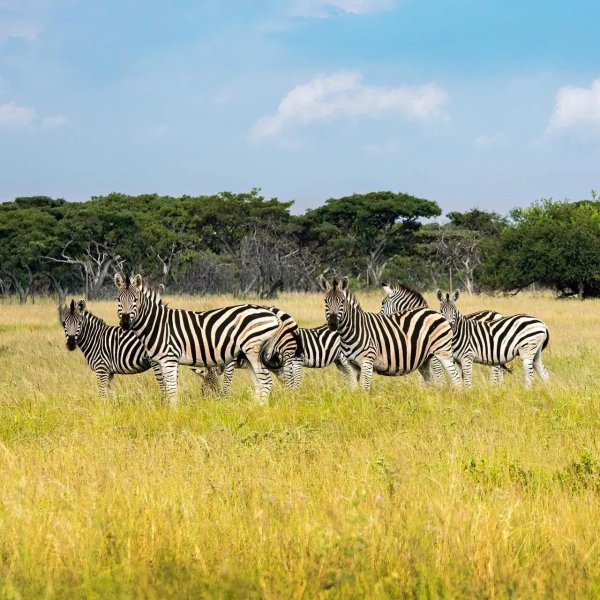 Photographic Safaris 16