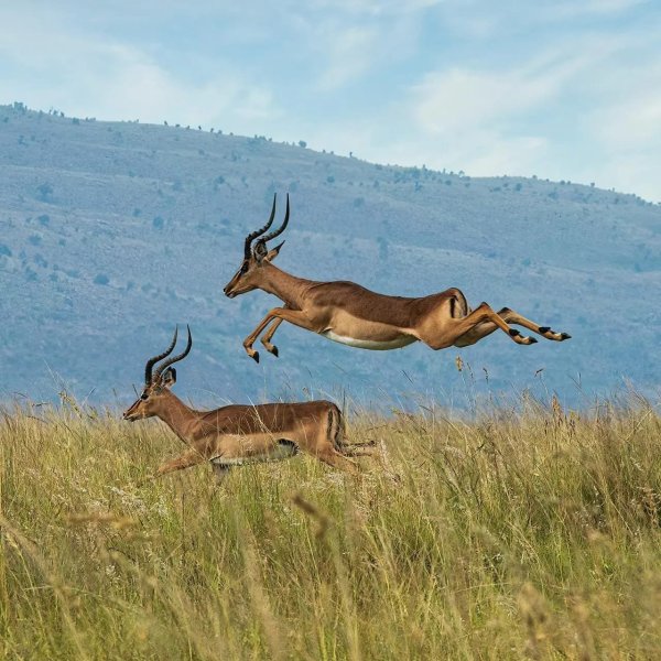 Photographic Safaris 17