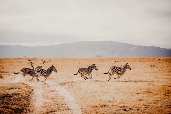 Photographic Safaris 2