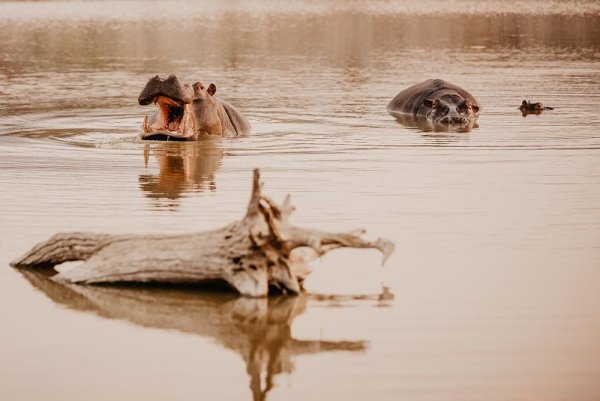 Photographic Safaris 3