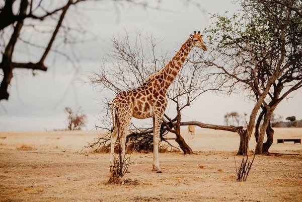 Photographic Safaris 4