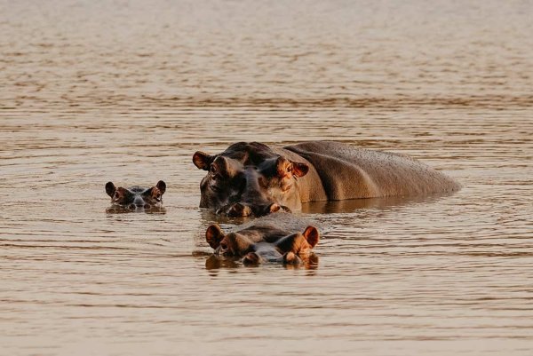 Photographic Safaris 7