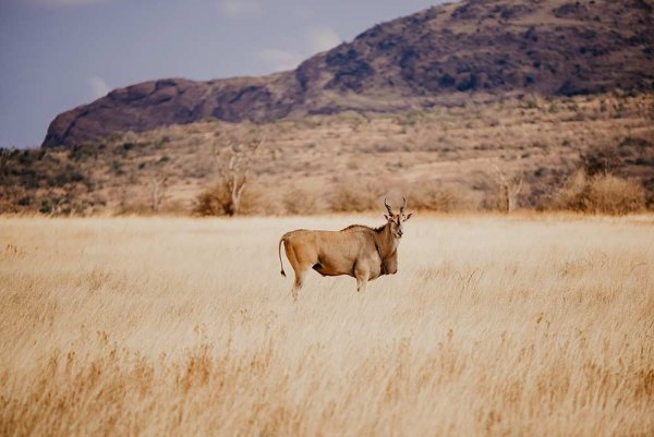 Photographic Safaris 8